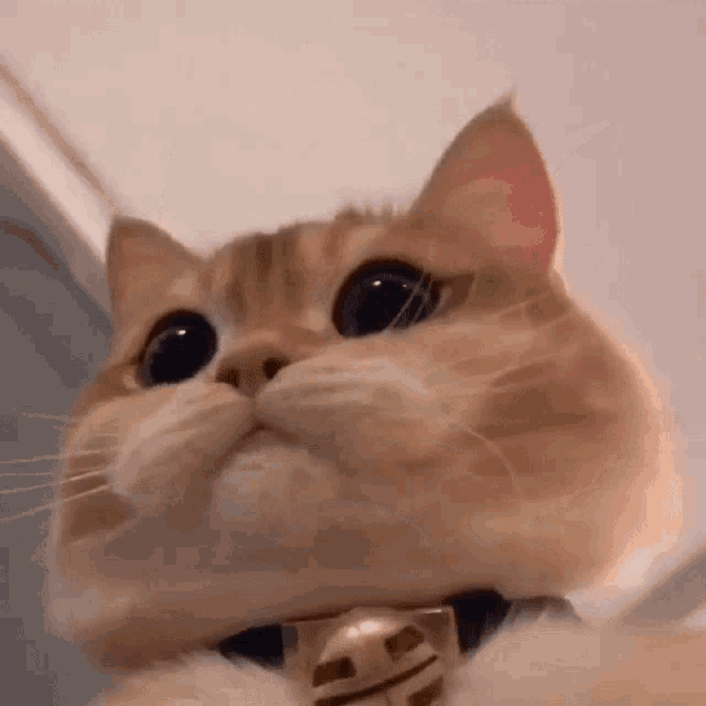 Cute Cat GIF CuteCat Discover & Share GIFs