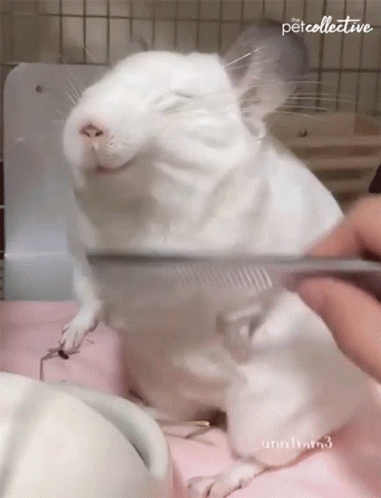 Mouse Brushing GIF - Mouse Brushing Happy - Discover & Share GIFs