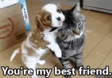 Best Friends GIF - BestFriends - Discover & Share GIFs