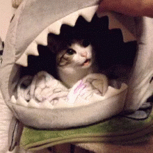 Image result for shark kitty gifs