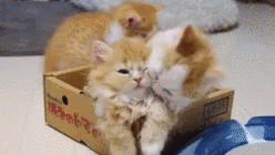 Kittens Bite GIF - Kittens Bite PlayTime - Discover & Share GIFs