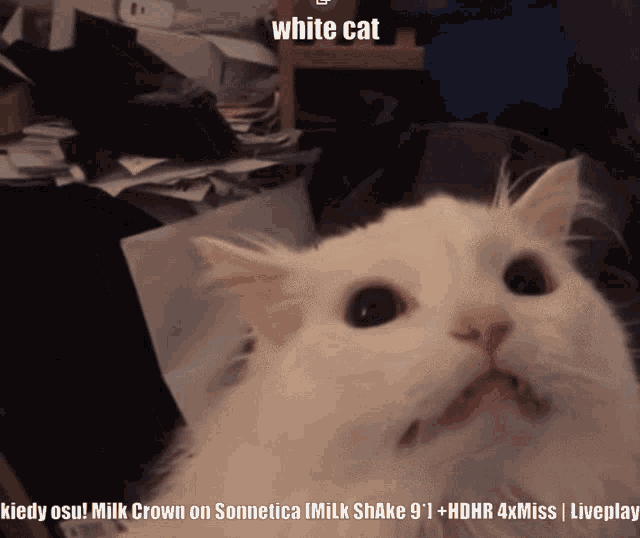 White Cat Meme GIFs Tenor