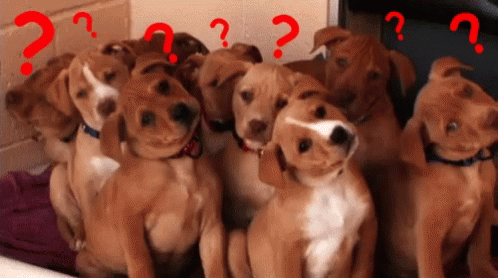 Confused Dogs GIF - Confused Dogs QuestionMarks GIFs