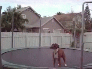 Dog Trampoline Gifs Tenor Dog Trampoline Gifs Tenor