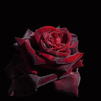 good morning with red rose gifs tenor