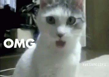  Omg  Cat GIF  Cat Omg  Ohmygod Discover Share GIFs 