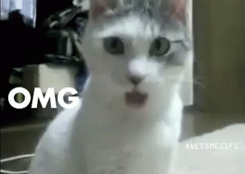 Omg Cat GIF Cat Omg Ohmygod Discover Share GIFs Omg Cat GIF Cat Omg Ohmygod Discover Share GIFs
