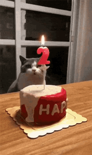 Happy Birthday Cat GIF - HappyBirthday Cat Cake - Discover & Share GIFs