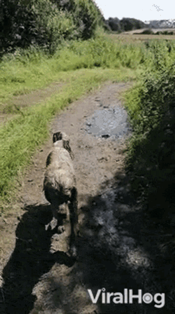 A dig running through mud