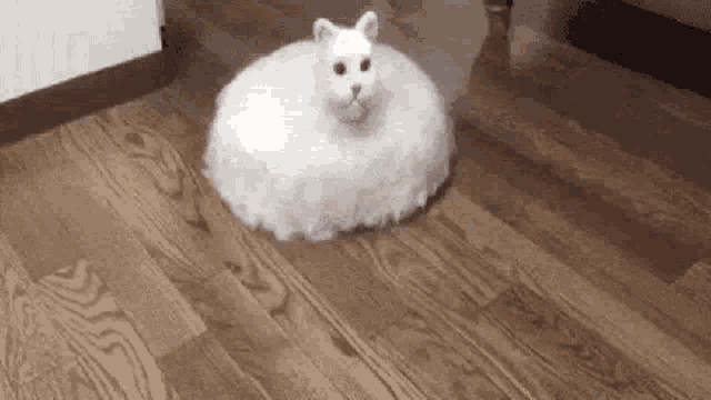 Chill katt åker robotdammsugare. They see me rollin Feber / Video