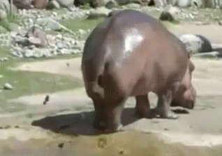 Image result for hippo gif