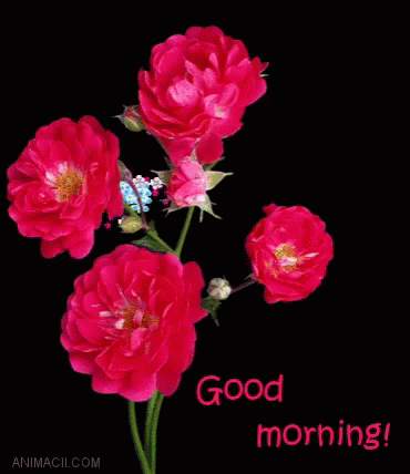 images Good Morning Flower Gif Images Hd good morning flowers gif goodmorning flowers discover share gifs