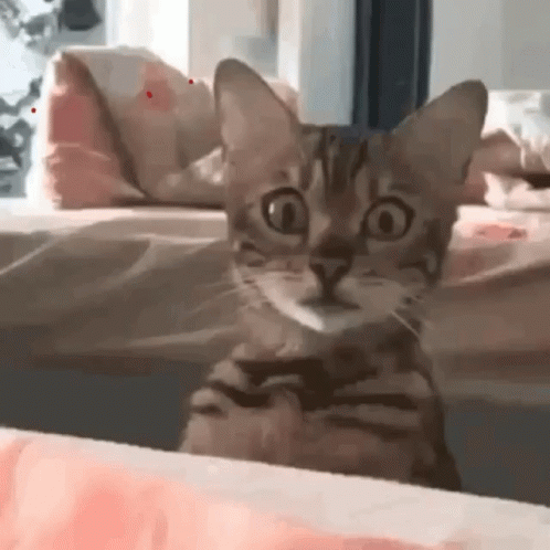 scaredy cat gif scaredy