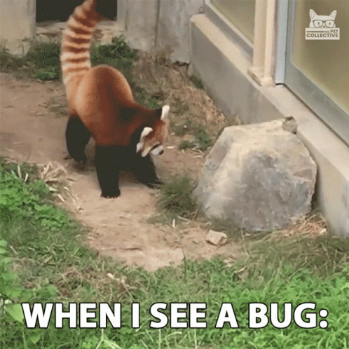 Funny Red Panda Gifs Tenor Funny Red Panda Gifs Tenor
