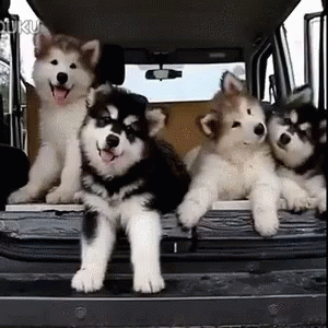 Confused Huskies GIF - Confused Huskies Pups - Discover & Share GIFs