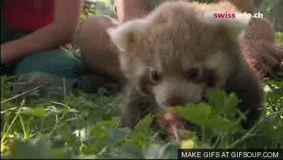Red Panda Baby Gifs Tenor