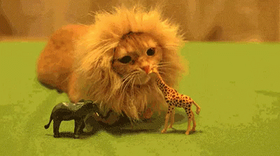 Cat Lion Cat GIF - Cat LionCat LionCostume - Discover & Share GIFs