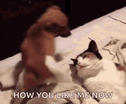 Funny Animals Dog Gif Funnyanimals Dog Cat Discover Share Gifs Funny Animals Dog Gif Funnyanimals Dog Cat Discover Share Gifs