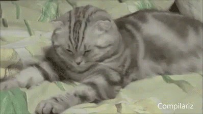 眠い 猫 ねこ ネコ Gif Jpsleepy Cat Discover Share Gifs