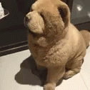 animagic dog fluffy