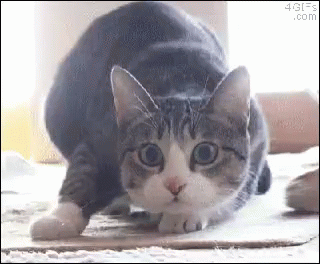 wiggle cat gif wiggle cat man discover share gifs