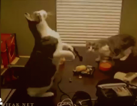Swinging From Chandelier Gifs Tenor Chandelier Cat Gif Cats Gifs