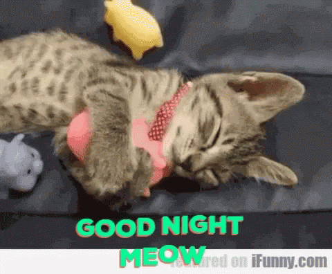 Risultati immagini per cat good night