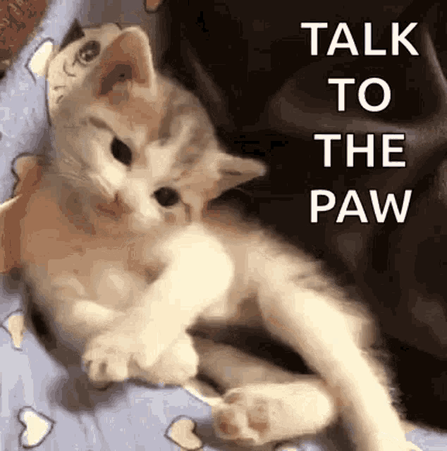Sassy Funny GIF Sassy Funny Cat Discover & Share GIFs