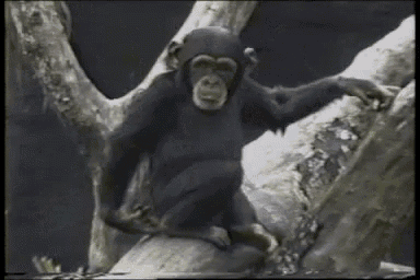 Image result for monkey fart gifs