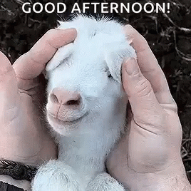 Image result for goat gif