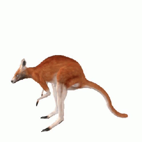 Hopping Kangaroo GIF - Hopping Kangaroo Animated - Discover & Share GIFs