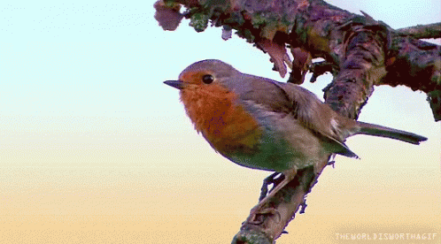 Bird Tree GIF - Bird Tree Branch - Discover & Share GIFs