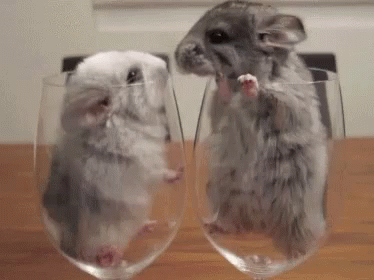 funny animals cute gif funnyanimals cute animal discover share
