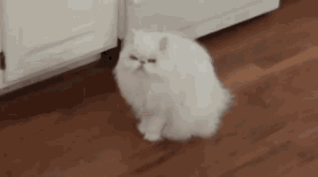 Cat Running GIF - Cat Running Scared - Discover & Share GIFs