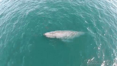 magic is real gif whale rainbow blowhole discover share gifs