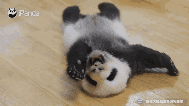 Sleeping Panda Gifs Tenor Sleeping Panda Gifs Tenor