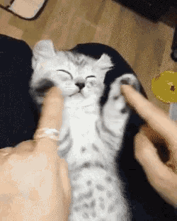 gif of animal typing gif of animal typing