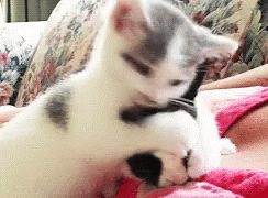https://media1.tenor.com/images/cad397e7f9f5cc752ab998c2a9300aec/tenor.gif?itemid=7660898