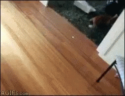 cat bowling gif cats