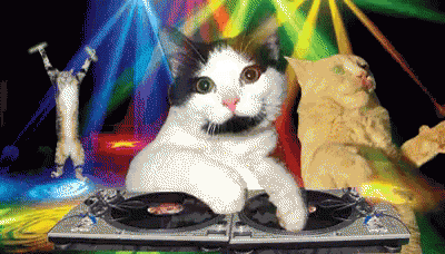 Cat Party GIF - Cat Party Disco - Discover & Share GIFs