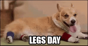 Gettin The Daily Workout In GIF - LegsDay Corgi FunnyDog GIFs