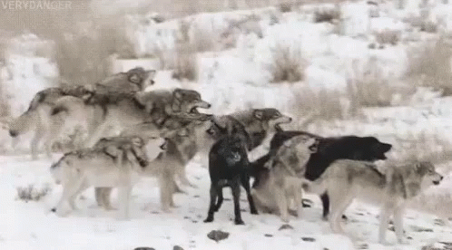 Une Meute De Loups Hurlent Gif Loup Discover Share Gifs