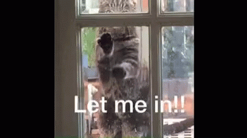 Let Me In Trapped GIF - LetMeIn Trapped Cat GIFs