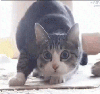 Cat Wiggle GIF - Cat Wiggle - Descubre & Comparte GIFs