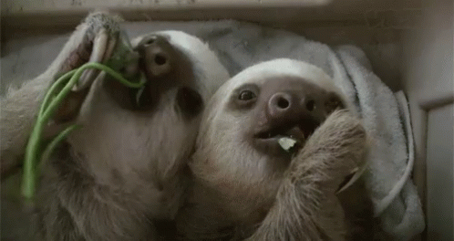 Sloth Eat GIF - Sloth Eat Eating - Discover & Share GIFs