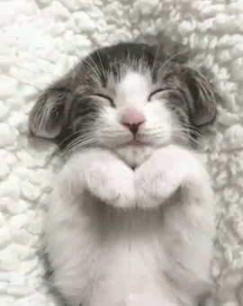 Uyuyan Kedi GIF - Cat Sleeping GIFs