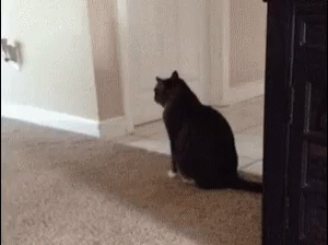 pics Running Away Gif Funny funny animals cat gif funnyanimals cat runaway discover share gifs
