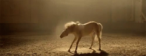 208427.gif