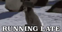 Late Penguin GIF - Late Penguin Runninglate GIFs