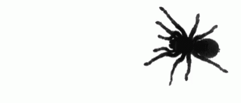 Spider GIF - Spider - Discover & Share GIFs